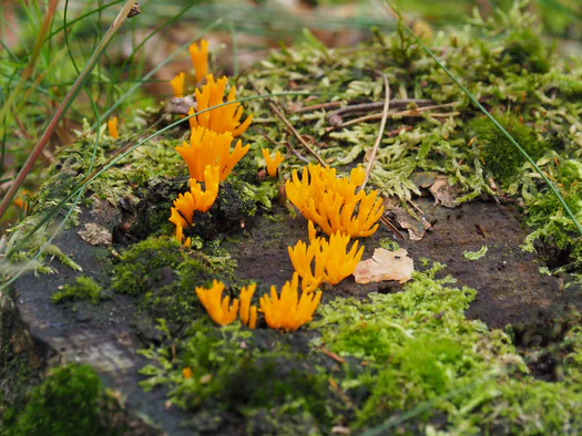 Dodendraad in Hamelt Achel (Belgium)